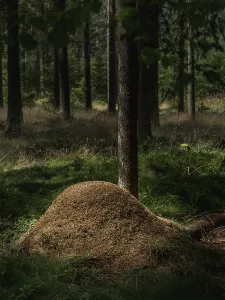 Insect Fauna Imprime: Ants on anthills in the forest