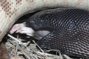 Constrictor Snake Species Imprime: Australian black headed python