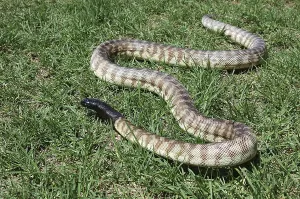 Australian Desert Animals Imprime: Australian black headed python