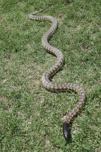 Australian Wildlife Reptiles Imprime: Australian black headed python