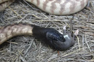 Animal Feed Consumption Imprime: Australian black headed python