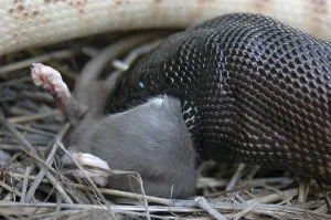 Serpiente de cuello negro australiana
