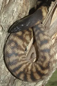 Scaled Reptile Wildlife Images Imprime: Australian black headed python