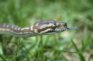 Reptile Photography Australia Imprime: Australian Central Carpet Python