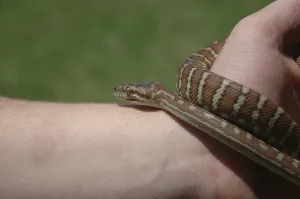 Australian Wildlife Animals Imprime: Australian Central Carpet Python