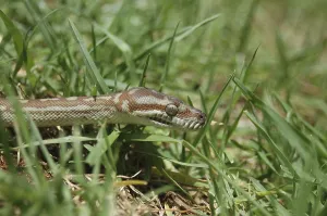 Australian Reptile Images Imprime: Australian Central Carpet Python