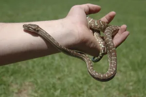 Australian Wild Animals Imprime: Australian Central Carpet Python