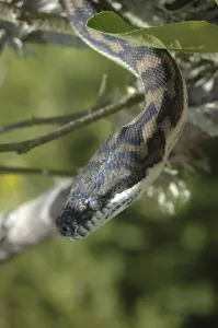 Deserted Tree Habitat Imprime: Australian Central Carpet Python