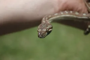 Scaled Reptile Pictures Imprime: Australian Central Carpet Python