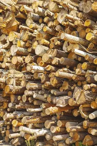 Deserted Woodpile Imprime: Background Stack of tree trunks