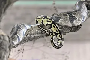 Ball Python Imprime: Ball Python or Royal Python (Python regius)