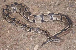 Constrictor Snake Species Imprime: Ball (Royal) python (Python regius)