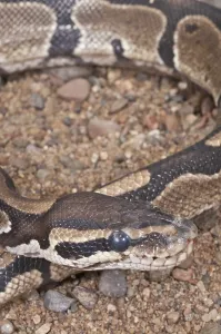 Ball Python Imprime: Ball (Royal) python (Python regius)