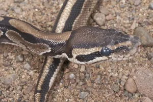 Royal Python Imprime: Ball (Royal) python (Python regius)