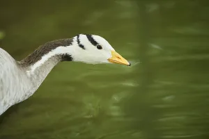 Wild Animal Head Shot Germany Imprime: Bar-headed goose (Anser indicus)