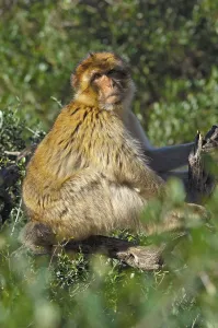 Macaca Sylvanus Imprime: Barbary macaque (Macaca sylvanus)