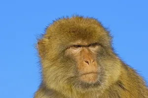 Old World Monkey Images Imprime: Barbary macaque (Macaca sylvanus)