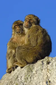 Old World Primates Imprime: Barbary macaques (Macaca sylvanus)