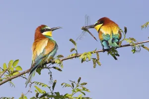Rock Cliff Landscape Imprime: Bee-eater (Merops apiaster)