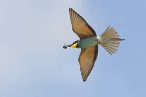 Colorful Birds Imprime: Bee-eater (merops apiaster)