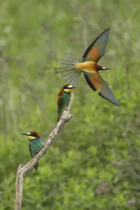 Animal Habitat Imprime: Bee-eater (Merops apiaster)