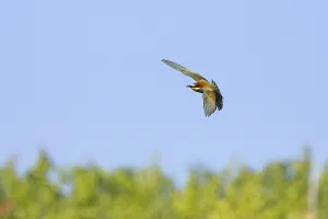 Orange Colored Birds Imprime: bee-eater (Merops apiaster)