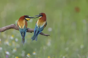 Wildlife Nature Reserve Imprime: Bee-eater, (Merops apiaster), pair