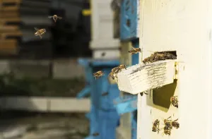 Wild Bee Nesting Aid Imprime: Bees entering the hive. White beehive