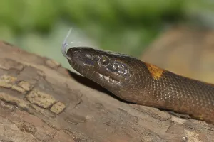 Captive Snake Photography Imprime: Bismarck's ring python or bismarck ringed python (Bothrochilus boa) lambent
