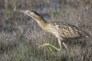 Deserted Wetlands Scene Imprime: Bittern (Botaurus stellaris)