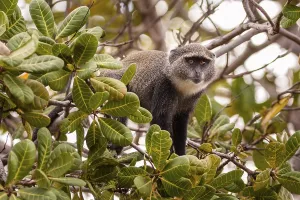 Old World Monkey Photo Imprime: Blue monkey (Cercopithecus mitis)
