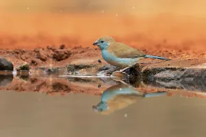 Pico azul (Uraeginthus angolensis)