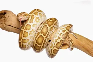 Impresión enmarcada : Pitón de Birmania (Python molurus bivittatus)