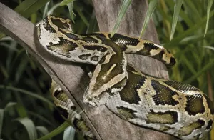 Burmese Python Imprime: Burmese Rock Python (Python molurus bivittatus)