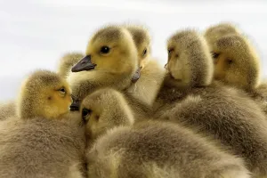 Young Goose Imprime: CanadaGeese