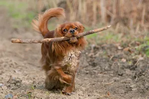 Purebred Canis Familiaris Imprime: Cavalier King Charles Spaniel, ruby