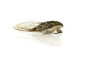 True Bug Imprime: Cicada on a white background