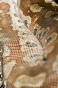 Colourful Wildlife Photography Imprime: Close-up of a coiled coloured python (Python curtus) on the ground