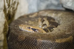 Detailed Wildlife Photography Imprime: Close-up of a coloured python (python curtus) curled up and looking into the camera