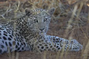 Deserted Animal Habitat Imprime: Close-up of a leopard with a sharp pattern on its face