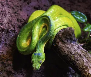 Poisonous Reptile Photography Imprime: Closeup of a green tree python snake