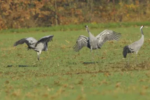 Eurasian Cranes Imprime: Common crane (Grus grus)