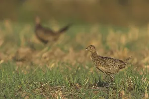 Empty German Countryside Scenes Imprime: Common Pheasant (Phasianus colchicus)