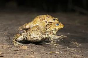 European Toad Mating Season Imprime: Common toad (Bufo bufo), pair in amplexus