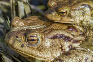 Bufo Bufo Reproduction Imprime: Common toads mating (Bufo bufo)