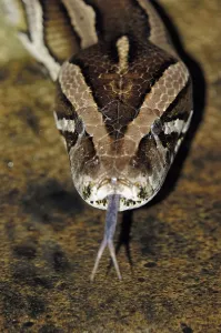Impresión enmarcada : Pitón indio oscuro (Python molurus bivittatus)