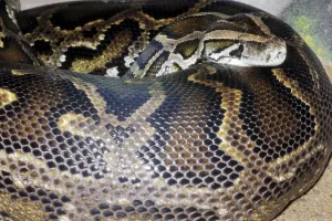 Impresión enmarcada : Pitón indio oscuro (Python molurus bivittatus)