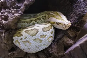 Wild Animal Germany Images Imprime: Dark tiger python (Python bivittatus)
