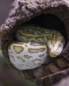 Constrictor Snake Species Imprime: Dark tiger python (Python bivittatus)