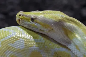 Dark Background Animal Photography Imprime: Dark Tiger Python (Python molurus bivittatus)